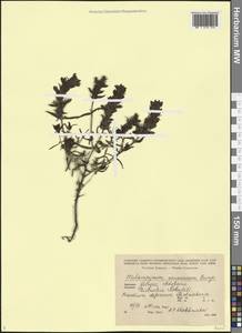 Melampyrum caucasicum Bunge, Caucasus, Georgia (K4) (Georgia)