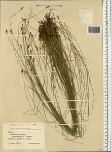 Carex davalliana Sm., Eastern Europe, Latvia (E2b) (Latvia)