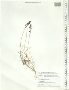 Poa alpigena Lindm., Siberia, Central Siberia (S3) (Russia)