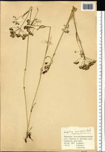 Ostericum tenuifolium (Pall. ex Spreng.) Y. C. Chu, Siberia, Western (Kazakhstan) Altai Mountains (S2a) (Kazakhstan)