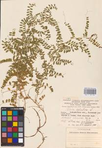 Vicia sylvatica L., Eastern Europe, West Ukrainian region (E13) (Ukraine)