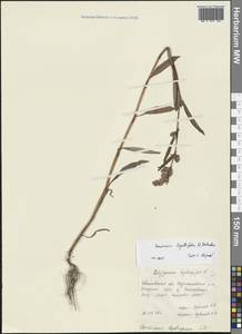 Persicaria lapathifolia (L.) Gray, Eastern Europe, Central forest region (E5) (Russia)