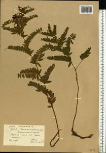 Vicia cassubica L., Eastern Europe, West Ukrainian region (E13) (Ukraine)