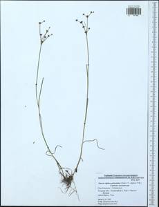 Juncus alpinoarticulatus Chaix, Eastern Europe, Central region (E4) (Russia)