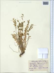 Astragalus altaicola D. Podl., Middle Asia, Northern & Central Kazakhstan (M10) (Kazakhstan)