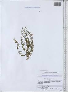 Chamaenerion colchicum (Albov) Steinb., Caucasus, North Ossetia, Ingushetia & Chechnya (K1c) (Russia)