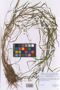 Melica picta K.Koch, Eastern Europe, Moscow region (E4a) (Russia)