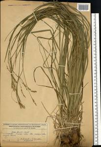 Carex arnellii Christ ex Scheutz, Eastern Europe, Volga-Kama region (E7) (Russia)