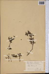 Salix herbacea L., America (AMER) (Greenland)