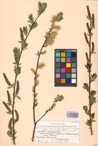 Salix myrsinifolia Salisb., Eastern Europe, Moscow region (E4a) (Russia)