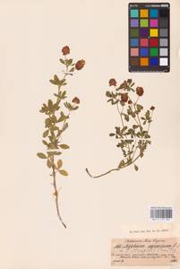 Trifolium aureum Pollich, Eastern Europe, North-Western region (E2) (Russia)