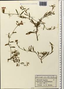 Convolvulus cantabrica L., Caucasus, Azerbaijan (K6) (Azerbaijan)