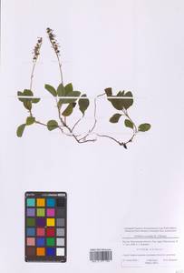 Orthilia secunda (L.) House, Eastern Europe, Moscow region (E4a) (Russia)