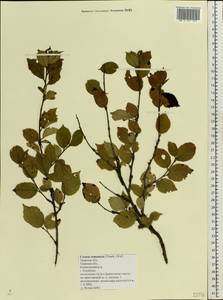 Prunus tomentosa Thunb., Eastern Europe, North-Western region (E2) (Russia)