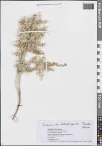 Turania aperta (Paulsen) Akhani, Middle Asia, Syr-Darian deserts & Kyzylkum (M7) (Uzbekistan)