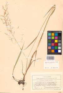 Agrostis gigantea Roth, Eastern Europe, Moscow region (E4a) (Russia)