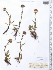 Erigeron aurantiacus Regel, Middle Asia, Northern & Central Tian Shan (M4) (Kazakhstan)