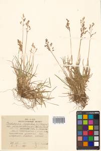 Deschampsia cespitosa (L.) P.Beauv., Siberia, Russian Far East (S6) (Russia)