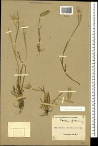 Hordeum murinum subsp. leporinum (Link) Arcang., Caucasus, Azerbaijan (K6) (Azerbaijan)