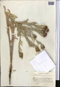 Cirsium, Middle Asia, Dzungarian Alatau & Tarbagatai (M5) (Kazakhstan)