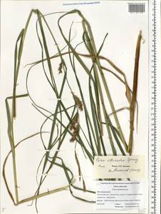 Carex atherodes Spreng., Eastern Europe, Central forest region (E5) (Russia)