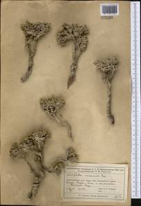 Nanophyton erinaceum (Pall.) Bunge, Middle Asia, Muyunkumy, Balkhash & Betpak-Dala (M9) (Kazakhstan)