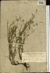 Astragalus varius S.G.Gmel., Eastern Europe, Lower Volga region (E9) (Russia)