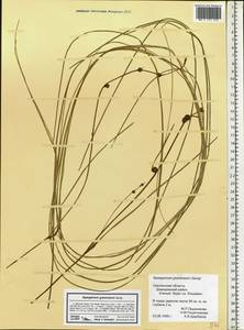 Sparganium gramineum Georgi, Eastern Europe, Western region (E3) (Russia)