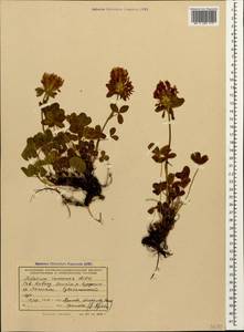 Trifolium canescens Willd., Caucasus, Krasnodar Krai & Adygea (K1a) (Russia)