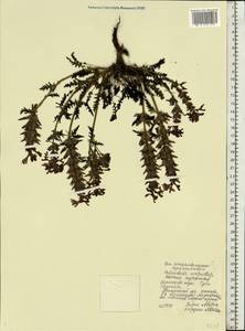 Pedicularis verticillata, Eastern Europe, Northern region (E1) (Russia)