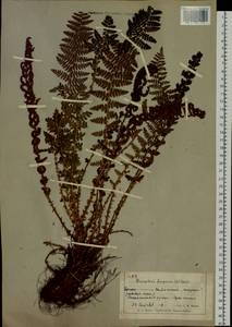 Dryopteris fragrans (L.) Schott, Siberia, Chukotka & Kamchatka (S7) (Russia)