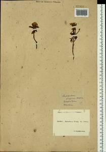 Rhododendron adamsii Rehder, Siberia, Yakutia (S5) (Russia)