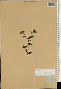 Eschenbachia leucantha (D. Don) Brouillet, South Asia, South Asia (Asia outside ex-Soviet states and Mongolia) (ASIA) (Philippines)