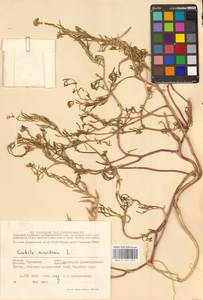 Cakile maritima Scop., Eastern Europe, South Ukrainian region (E12) (Ukraine)