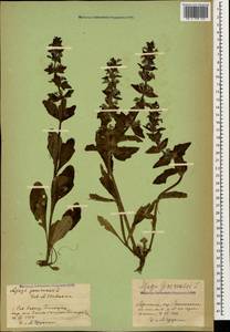 Ajuga genevensis L., Caucasus, Armenia (K5) (Armenia)
