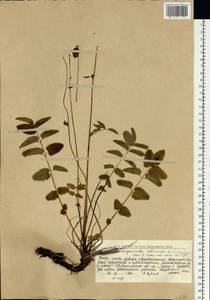 Sanguisorba officinalis subsp. officinalis, Eastern Europe, Northern region (E1) (Russia)
