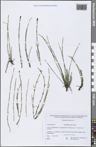 Equisetum palustre L., Siberia, Chukotka & Kamchatka (S7) (Russia)