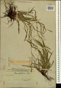 Carex sylvatica Huds., Caucasus, Azerbaijan (K6) (Azerbaijan)