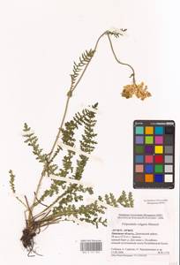 Filipendula vulgaris Moench, Eastern Europe, Central forest-and-steppe region (E6) (Russia)