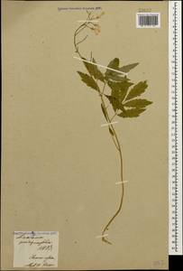Cardamine quinquefolia (M. Bieb.) Schmalh., Caucasus, Armenia (K5) (Armenia)
