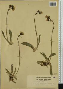 Pilosella sphaerocephala (Rchb.) F. W. Schultz & Sch. Bip., Western Europe (EUR) (Switzerland)
