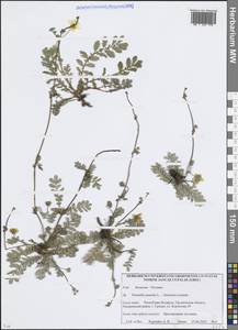 Argentina anserina subsp. anserina, Eastern Europe, Belarus (E3a) (Belarus)