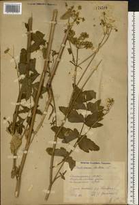 Pastinaca sativa L., Eastern Europe, Eastern region (E10) (Russia)