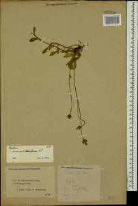 Pilosella macrostolona (Gus. Schneid.) Soják, Eastern Europe, Central forest region (E5) (Russia)