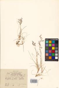 Poa macrocalyx Trautv. & C.A.Mey., Siberia, Russian Far East (S6) (Russia)