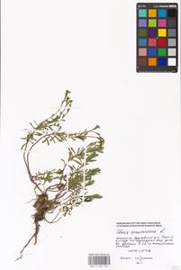 Iberis sempervirens L., Eastern Europe, Moscow region (E4a) (Russia)