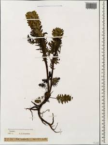 Pedicularis condensata M. Bieb., Caucasus, Georgia (K4) (Georgia)
