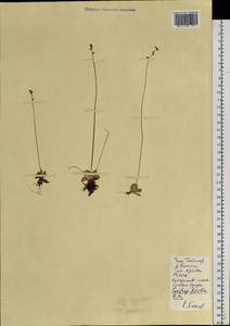 Micranthes foliolosa (R. Br.) Gornall, Siberia, Central Siberia (S3) (Russia)