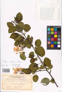 Malus domestica Borkh., Eastern Europe, Moscow region (E4a) (Russia)