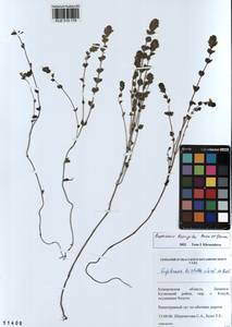 Euphrasia × vernalis List, Siberia, Altai & Sayany Mountains (S2) (Russia)